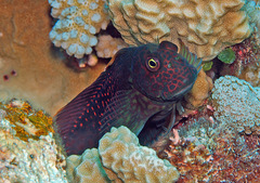 Cirripectes stigmaticus