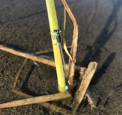 Ischnura fountaineae