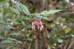 Bauhinia jenningsii