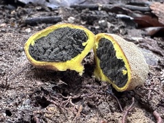 Scleroderma sinnamariense