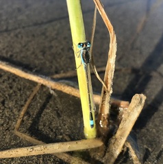 Ischnura fountaineae