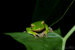Zhangixalus prasinatus