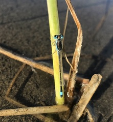 Ischnura fountaineae