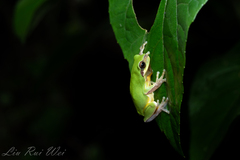 Hyla chinensis