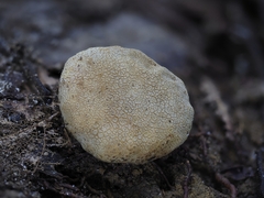 Scleroderma sinnamariense
