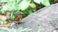 Turdus chrysolaus