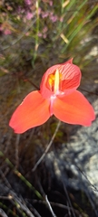 Disa uniflora