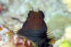 Cirripectes stigmaticus