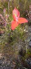Disa uniflora