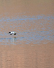 Mergus merganser americanus