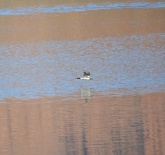 Mergus merganser americanus
