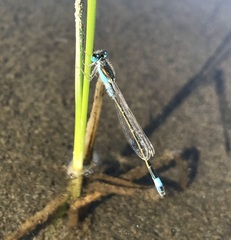 Ischnura fountaineae