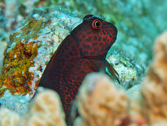 Cirripectes stigmaticus