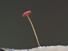 Poromycena
