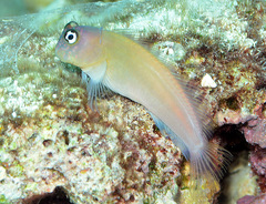 Cirripectes variolosus