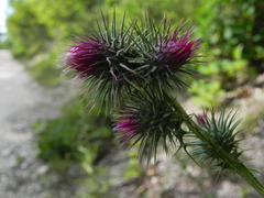 Ptilostemon strictus