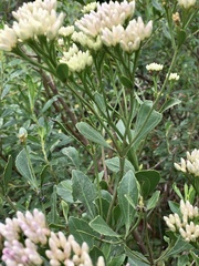 Symphyopappus casarettoi