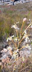 Struthiola myrsinites