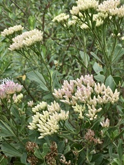 Symphyopappus casarettoi