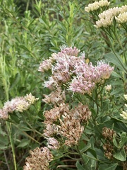 Symphyopappus casarettoi