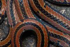 Sinomicrurus sauteri