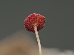 Poromycena