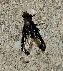 Diacrita costalis