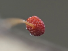 Poromycena