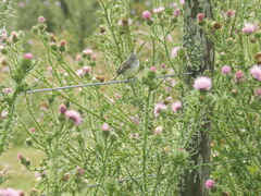 Serpophaga subcristata