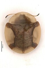 Aspidimorpha