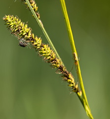 Carex riparia