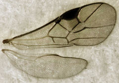 Ascogaster