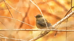 Phoenicurus frontalis