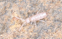 Heteromurus nitidus