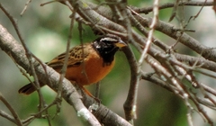 Emberiza tahapisi