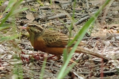 Emberiza tahapisi