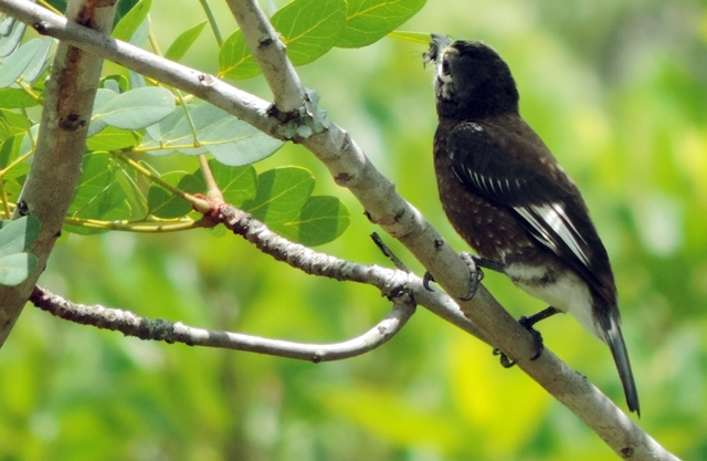 Whyte's Barbet (Stactolaema whytii), photo 8