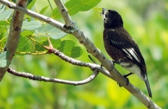 Stactolaema whytii