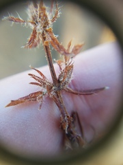 Gratiola pilosa
