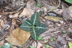 Echites tuxtlensis