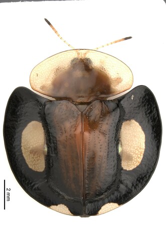 Aspidomorpha togata