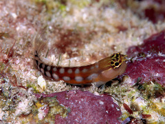 Ecsenius opsifrontalis