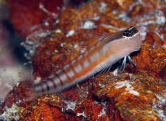 Ecsenius opsifrontalis