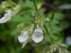 Teucrium flavum