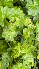 Hydrocotyle mexicana