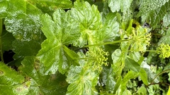 Hydrocotyle mexicana