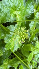 Hydrocotyle mexicana