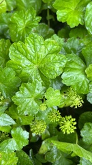 Hydrocotyle mexicana