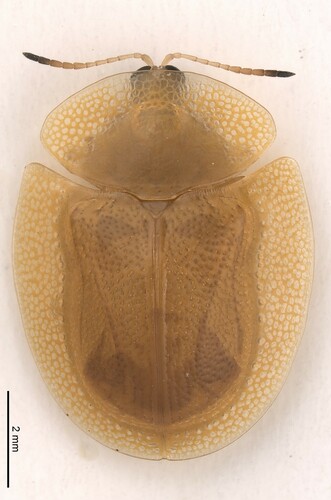 Aspidomorpha confinis