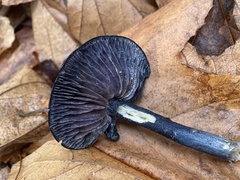 Entoloma subcarneum
